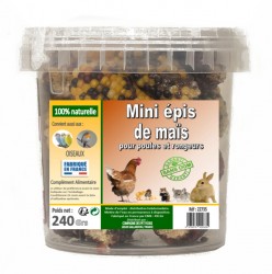 MINI ÉPIS DE MAÏS POUR POULES ET POUSSINS