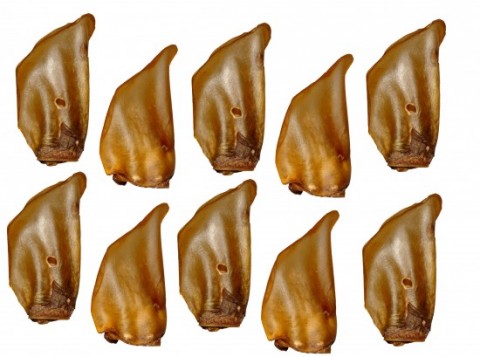 FRIANDISE POUR CHIEN OREILLES DE BOEUF FUMEES X 10