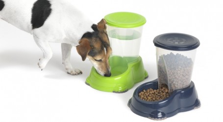 DISTRIBUTEUR D'EAU CHIEN