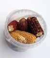 MINI ÉPIS DE MAÏS POUR POULES ET POUSSINS