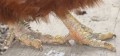 BAUME ANTI GALE DES PATTES POUR POULES