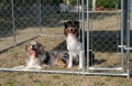 CHENIL POUR CHIEN PAS CHER EN MÉTAL ''GARDENPARK''