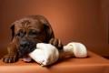 FRIANDISES POUR CHIEN : POUR OU CONTRE ?
