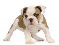 LA PROPRETE CHEZ  LE CHIEN...DES SOLUTIONS EXISTENT !