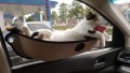 HAMAC DE FENÊTRE POUR CHAT ''DELUXE''