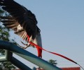 HARNAIS + LONGE POUR AMAZONE, GRIS DU GABON, CONURE, GRANDE PERRUCHE...