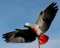 HARNAIS + LONGE POUR AMAZONE, GRIS DU GABON, CONURE, GRANDE PERRUCHE...
