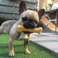 JOUET POUR CHIEN NYLABONE EXTREME DURA CHEW AU POULET