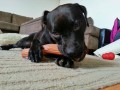 JOUET POUR CHIEN NYLABONE EXTREME HOLLOW STICK AU BACON