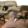 NYLABONE JOUET POUR CHIEN POWER PRO ACTION AU BACON