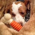 NYLABONE JOUET POUR CHIEN POWER PRO ACTION AU BACON