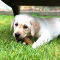 JOUET POUR CHIOT NYLABONE PUPPY BONE AU POULET