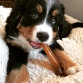 JOUET POUR CHIOT NYLABONE PUPPY BONE AU POULET